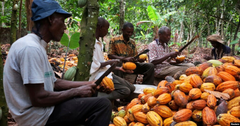 Cocoa shortage forces shutdown of cocoa processors in Ghana